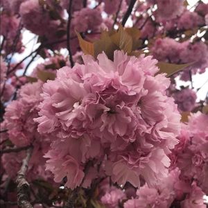 Meet your Posher, Reem